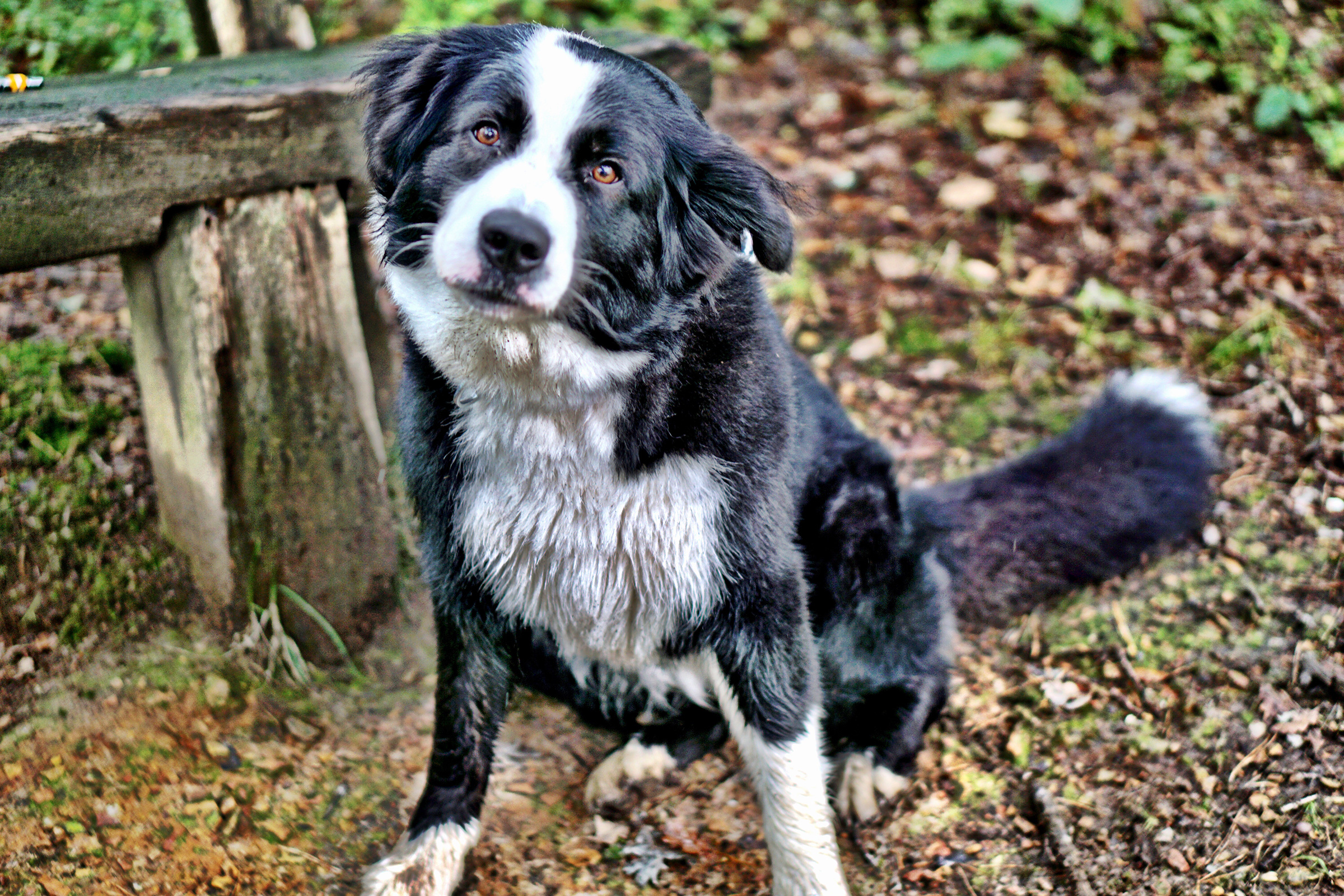 black and white border collie sitting outside