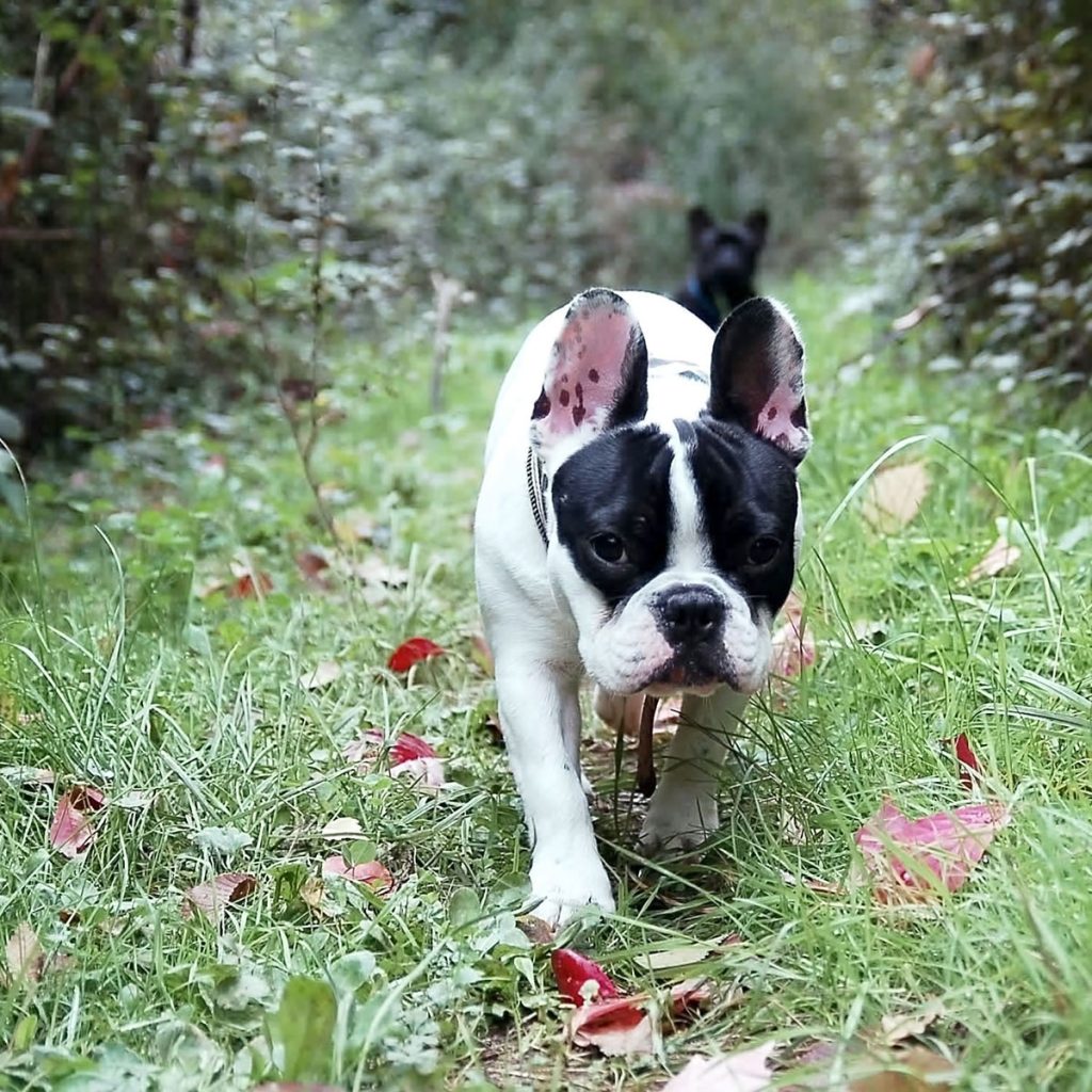 A black and white french bulldog walking through grass