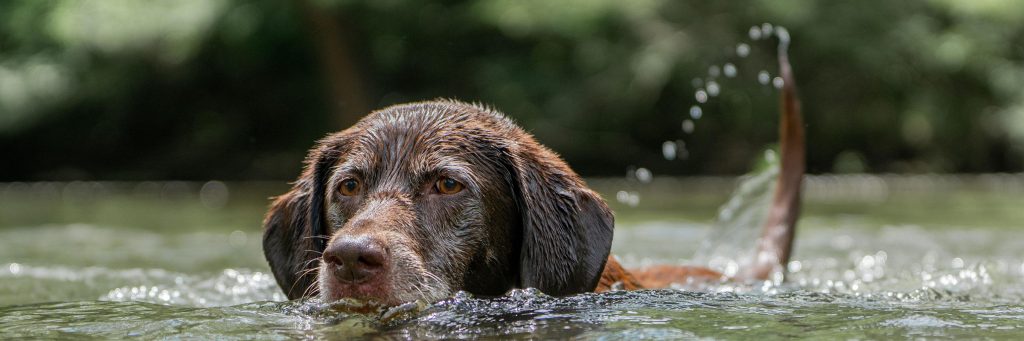 A chocolate lab swimming in the water