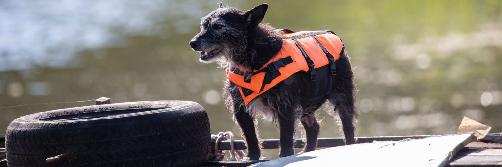 A terrier in an orange lifejacket standing on a dock