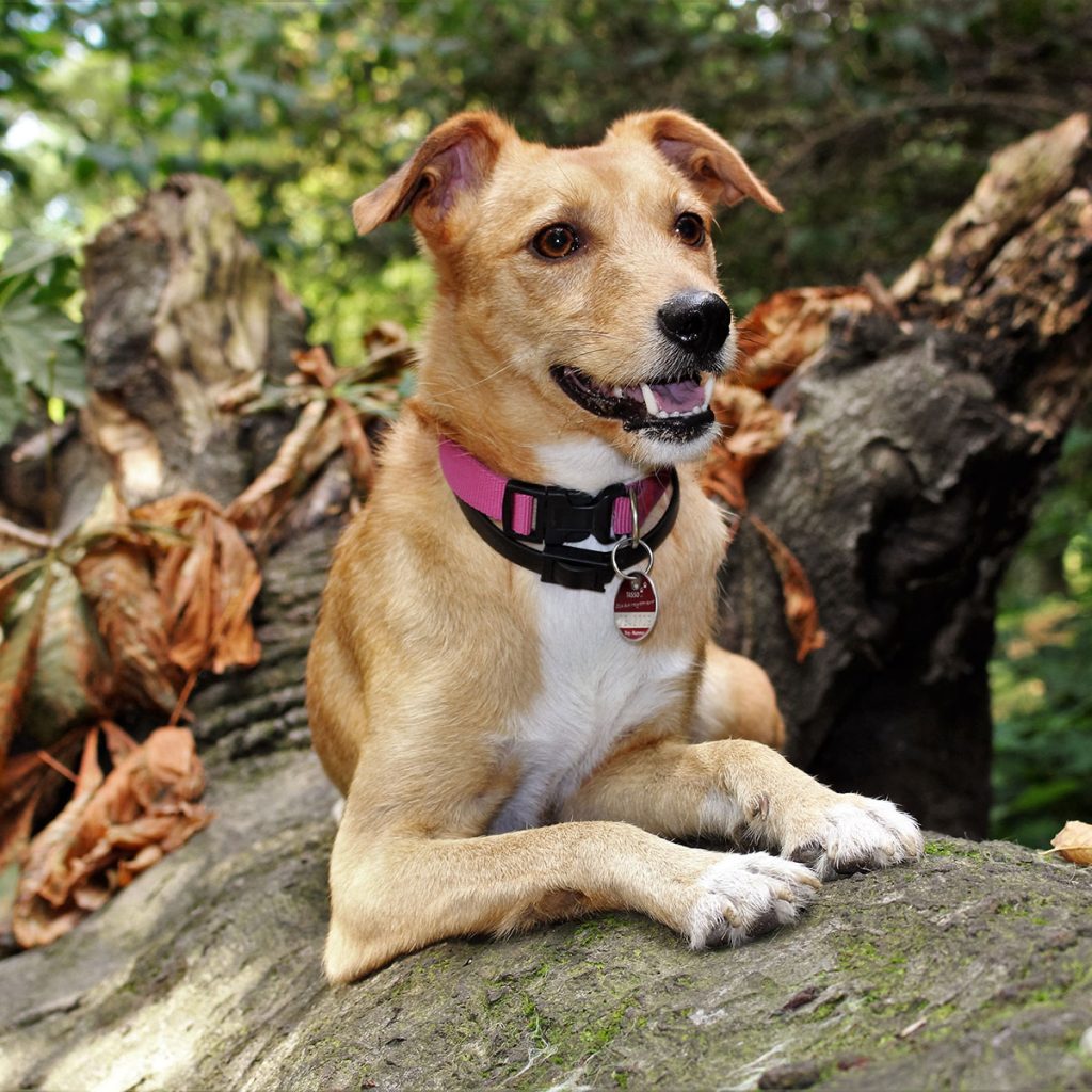 A light brown and white dog laying on a log