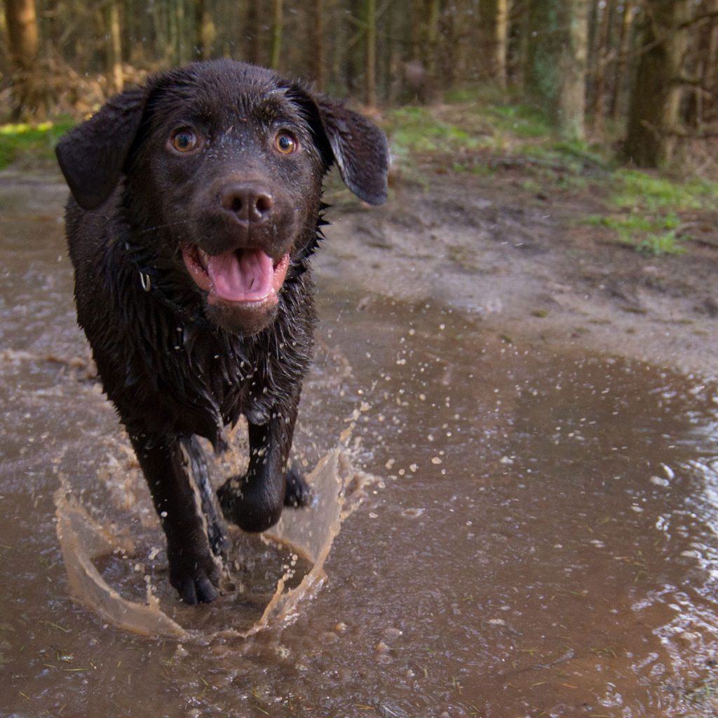 A chocolate lab puppy splashing in a muddy puddle