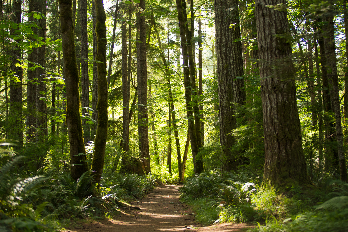 A lush green forest with a path going through the middle