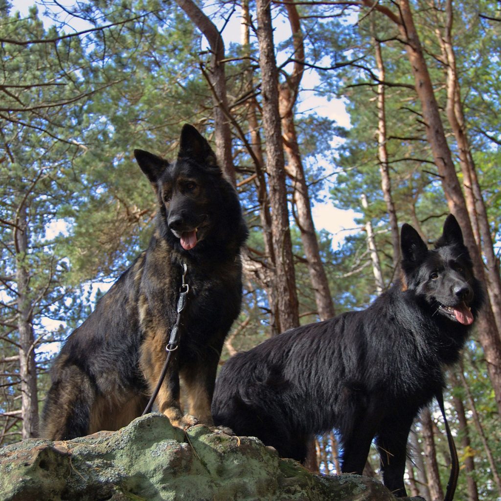 Two german shepherds standing on a rock with trees in the background