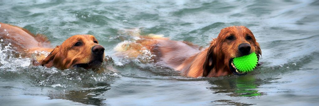 Two golden retrievers swimming in the water, one has a green ball in its mouth