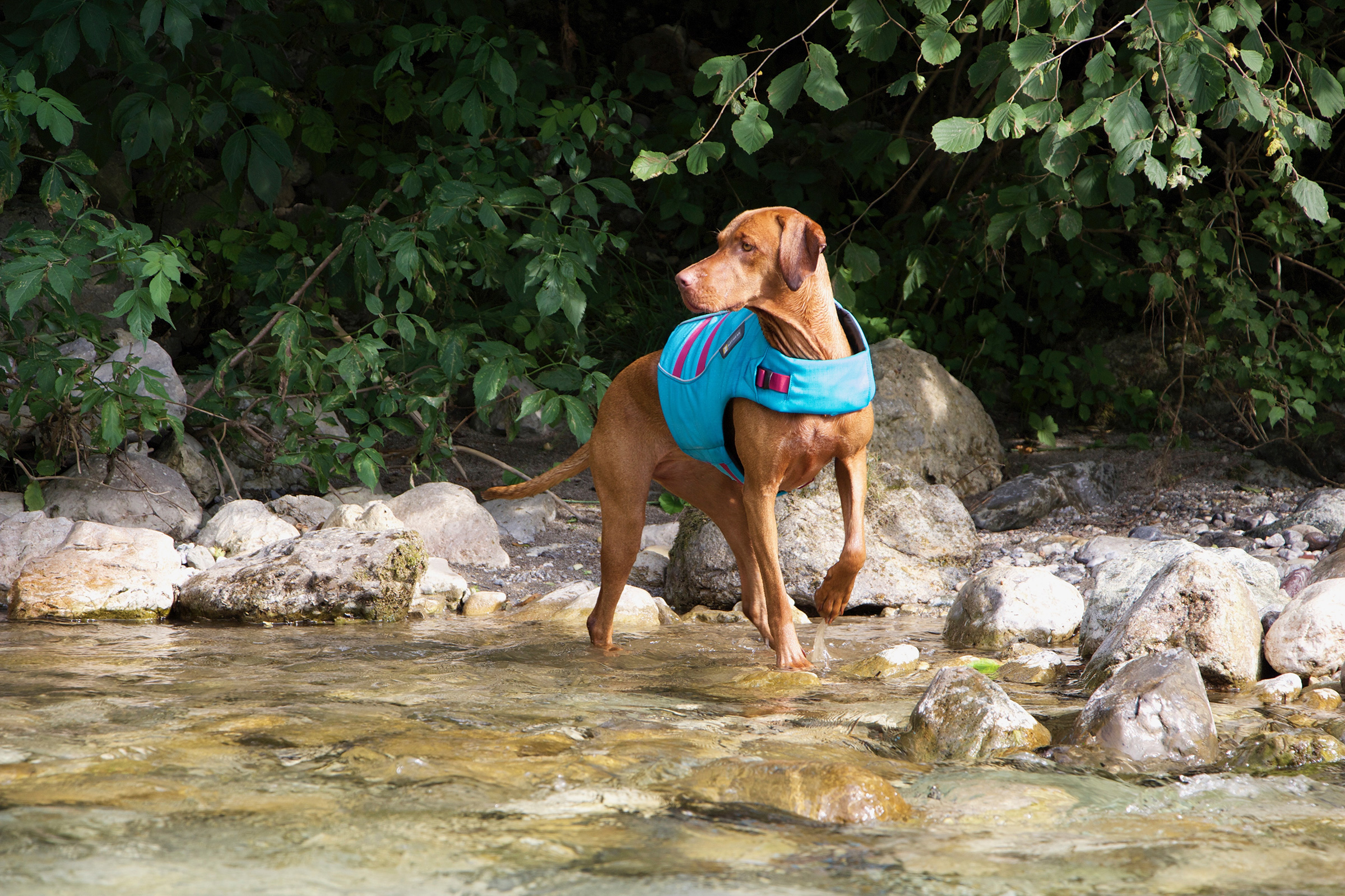 brown dog in a lifejacket stepping through a river