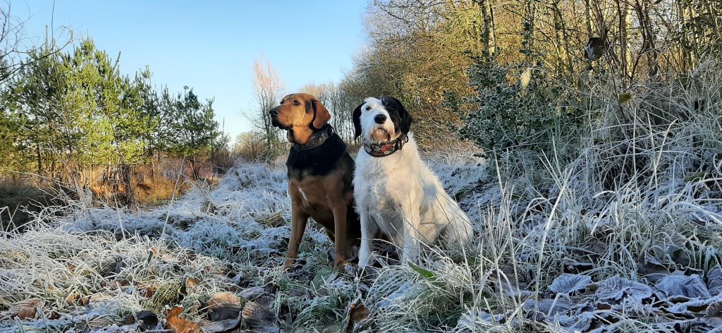 A brown and black dog and a white and black dog sitting in a frosty field surrounded by trees
