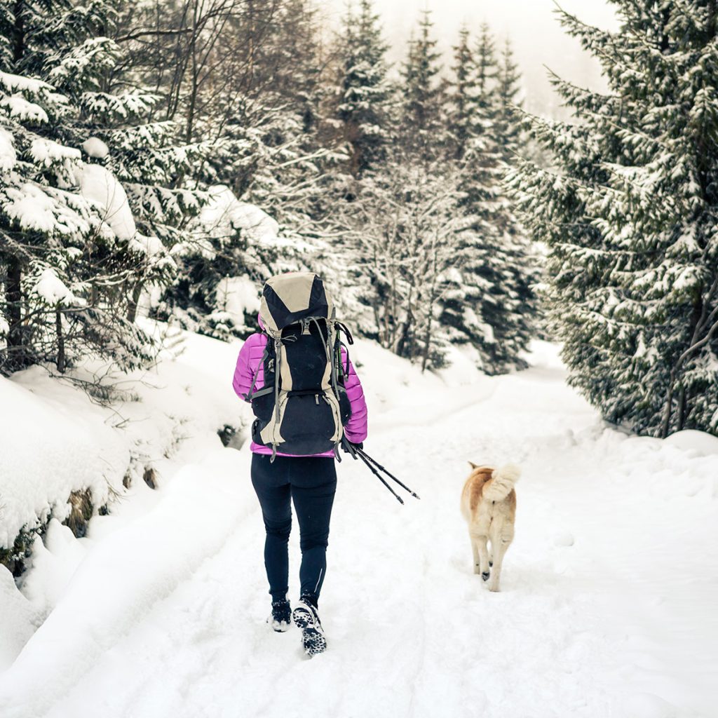Person walking a leashed dog through a snowy forest