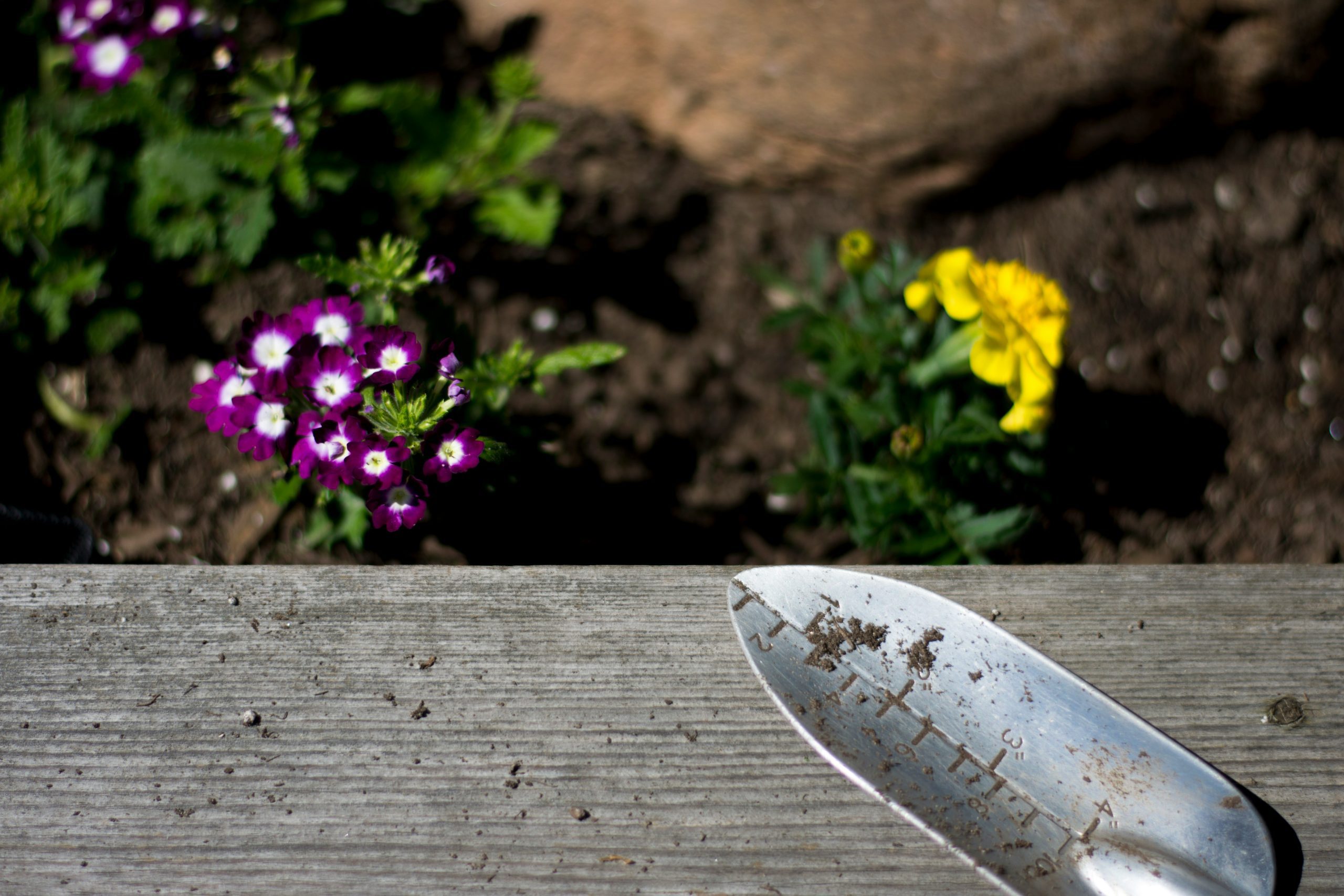 A close up of a garden shovel with dirt on it and freshly planted flowers in the background