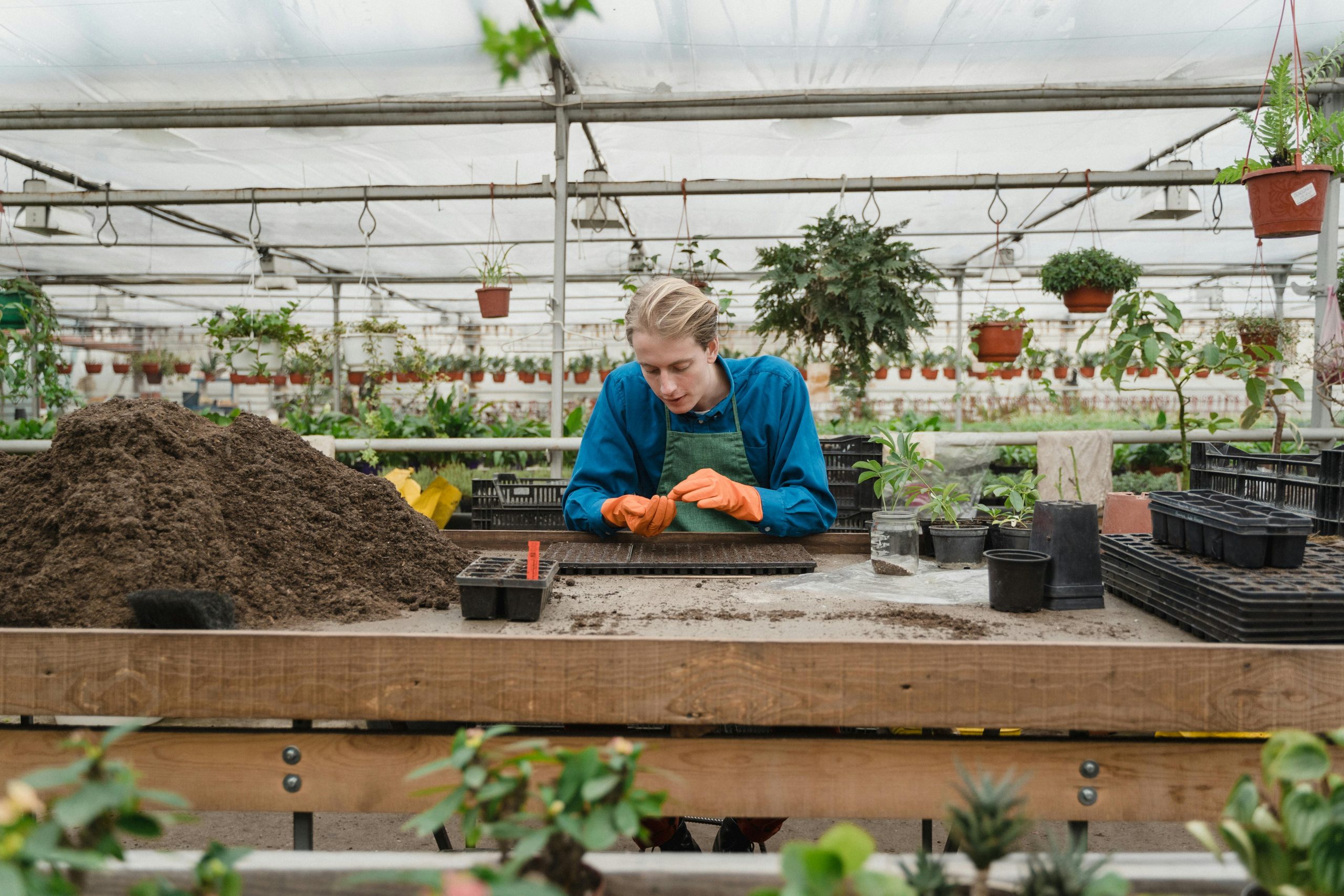 Man in a blue shirt and apron working in a greenhouse