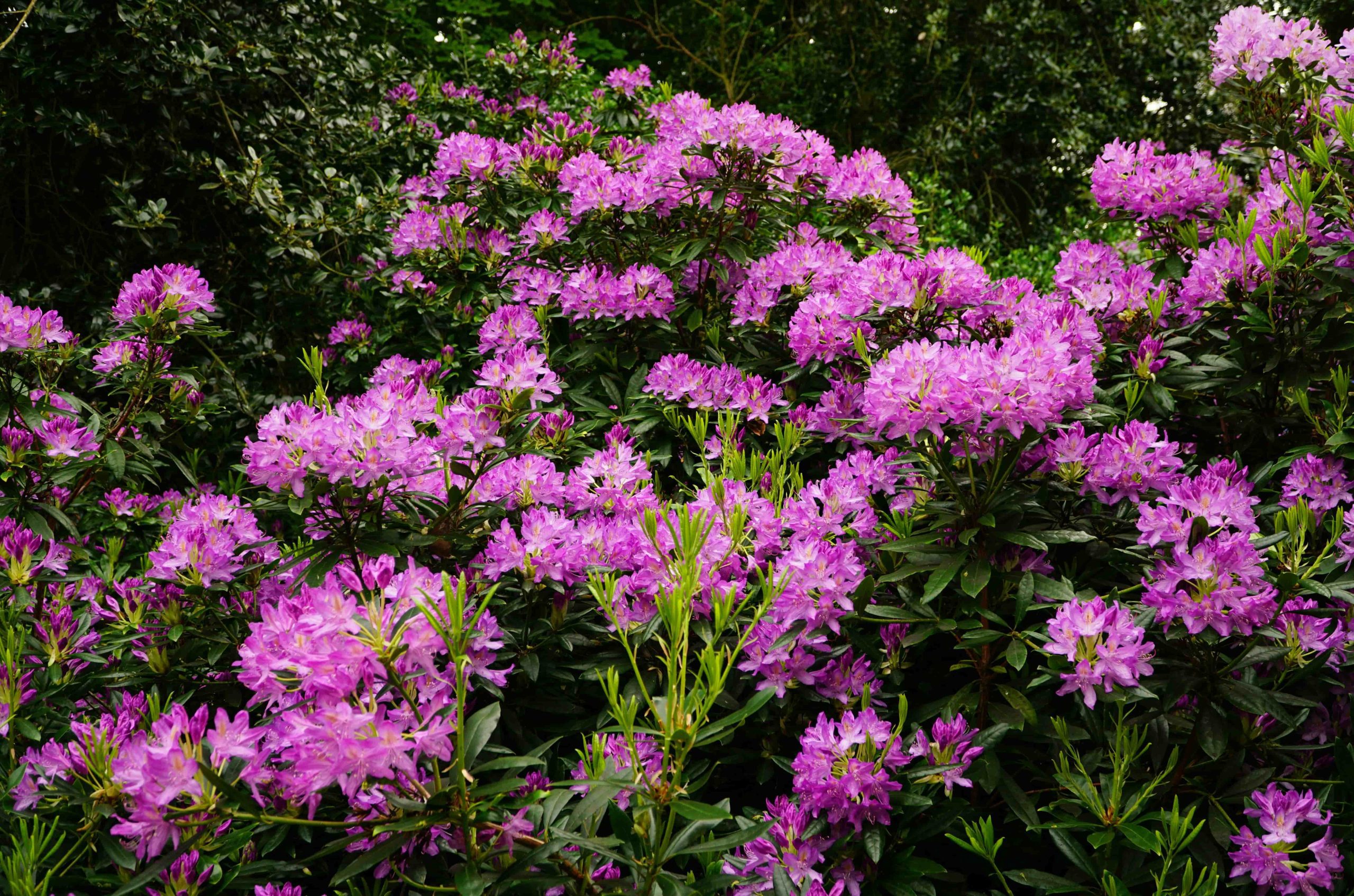 A pink rhododendron bush in full bloom